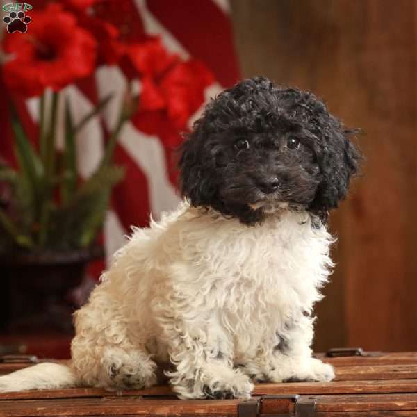 Cassie, Cavapoo Puppy